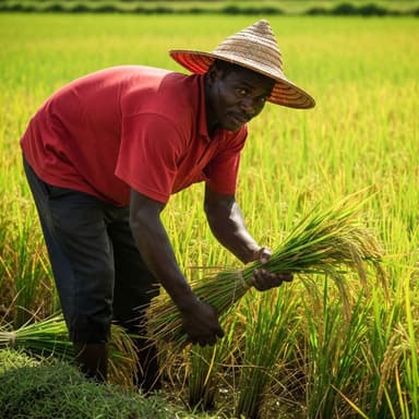 Balarabe Ahmad, Rice Farmer